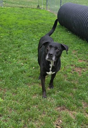 Ace, Black Labrador Retriever, senior, available for adoption