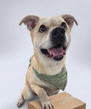 A tan dog with a green bandana on its neck is posing with its paw on a cardboard box.