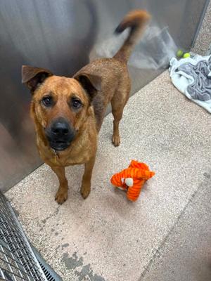 Courage, German Shepherd Dog, adult, available for adoption
