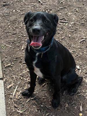 Jax #1, Black Labrador Retriever, adult, available for adoption