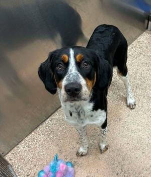 Cooper, Australian Cattle Dog/Blue Heeler / Hound, young, available for adoption