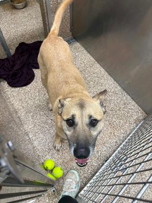 Butters, German Shepherd Dog, senior, available for adoption