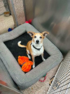 Desi, Corgi, adult, available for adoption