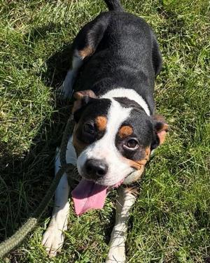 Blanco, Corgi / Beagle, adult, available for adoption