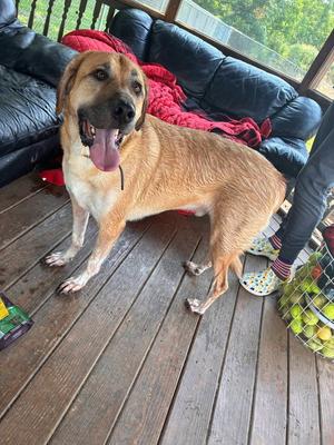 Archie, Anatolian Shepherd, adult, available for adoption