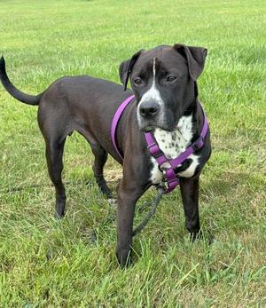 Winchester, Pit Bull Terrier / Retriever, adult, available for adoption
