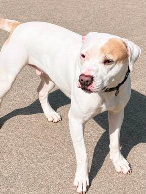 A white dog with brown patches on its head and ears, standing on a paved surface. The dog has a black collar and is looking towards the camera.