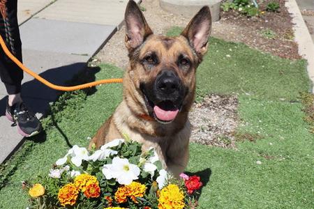BANDITA (ABS) HIDDEN GEM, German Shepherd Dog, adult, available for adoption