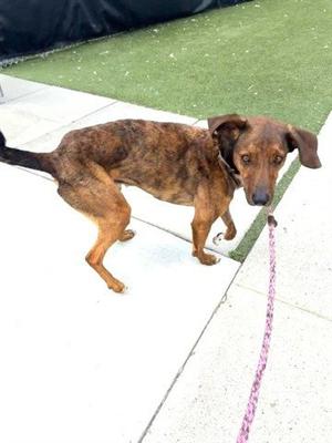 DASH (ABS) HIDDEN GEM, Hound / Labrador Retriever, young, available for adoption