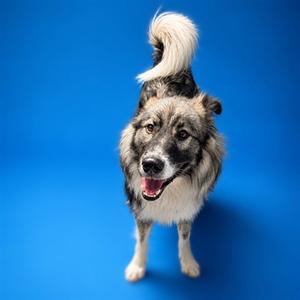 TASSEL (ASC) HIDDEN GEM, Husky / Alaskan Malamute, adult, available for adoption