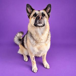 A German Shepherd dog sitting on a purple background.