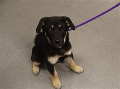 ELSA (ASC), Husky / German Shepherd Dog, puppy, available for adoption