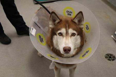 KODIAK (ABS), Siberian Husky, adult, available for adoption