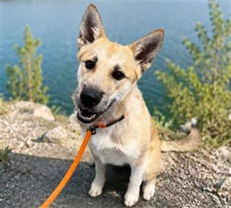 TAILS (ABS) HIDDEN GEM, Terrier / German Shepherd Dog, young, available for adoption