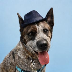 IVY (ASC) HIDDEN GEM, Australian Cattle Dog/Blue Heeler, adult, available for adoption