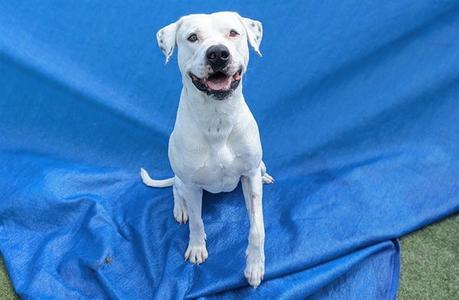 JAX (ASC) HIDDEN GEM, American Bulldog, young, available for adoption