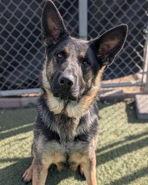 A German Shepherd dog sitting on a green artificial turf with a chain-link fence in the background.