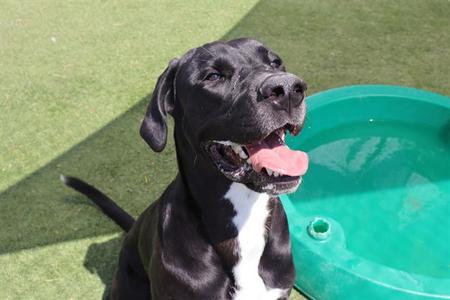 JUNO (ASC) HIDDEN GEM, Great Dane / Labrador Retriever, young, available for adoption