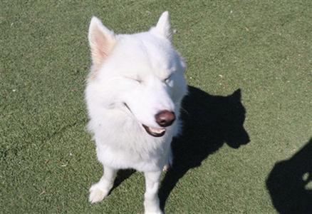 BAMBI ( ASC) HIDDEN GEM, Husky, adult, available for adoption