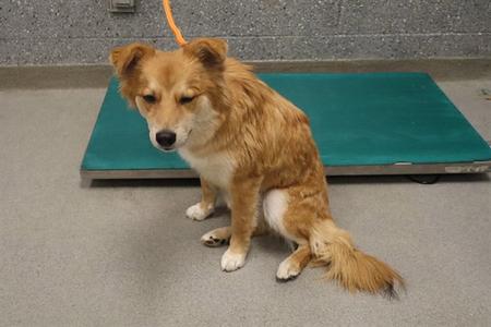 FOXIE, Terrier, adult, available for adoption