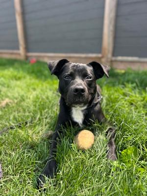 Venom, Mixed Breed, adult, available for adoption