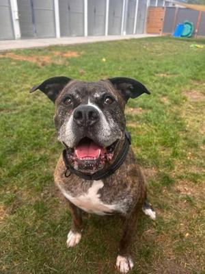 A brindle and white dog with a black collar sitting on grass, looking up with its mouth open and tongue out.