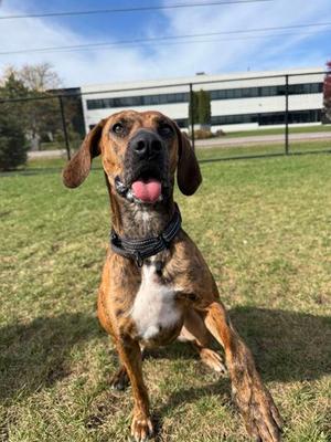 Porcha, Mixed Breed, young, available for adoption