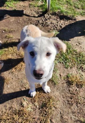Mabel, Mixed Breed, puppy, available for adoption