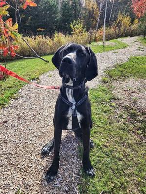 Goofy, Mixed Breed, young, available for adoption