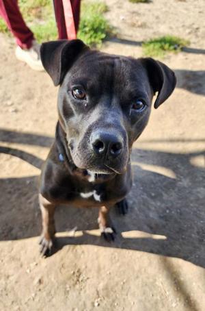 Greggy, Mixed Breed, young, available for adoption