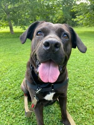 Coco, Mixed Breed, adult, available for adoption