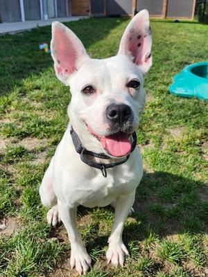Nala, Mixed Breed, young, available for adoption