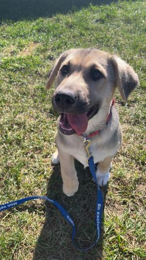 A happy puppy with a light brown and white coat, wearing a blue leash, sitting on grass and looking up with its tongue out.