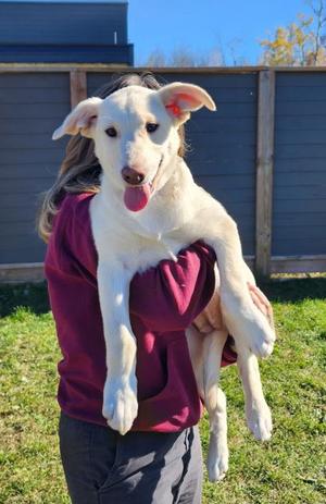 Myrtle, Mixed Breed, puppy, available for adoption