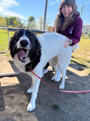 Morgan, Mixed Breed, adult, available for adoption