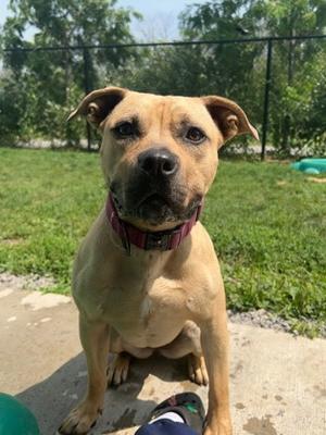 Bella, Mixed Breed, adult, available for adoption
