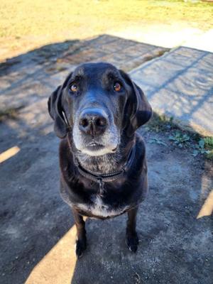 Cheese, Mixed Breed, senior, available for adoption