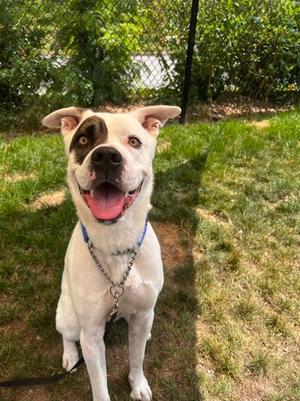 Jerry, Mixed Breed, adult, available for adoption