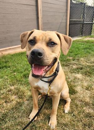 Millie, Mixed Breed, adult, available for adoption