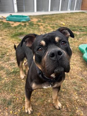 Morris, Mixed Breed, adult, available for adoption