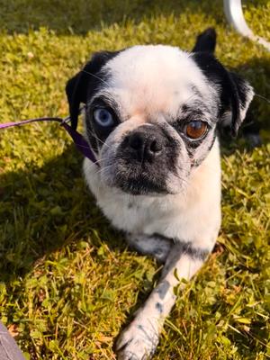 Barbie, Pug Mix, adult, available for adoption