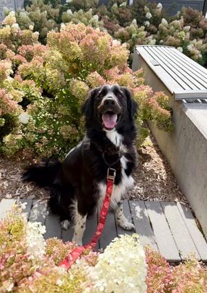Marty, Mixed Breed, adult, available for adoption