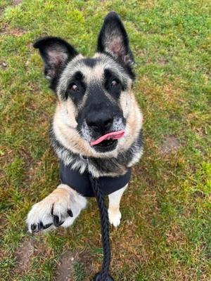 Tennessee, German Shepherd Dog Mix, senior, available for adoption