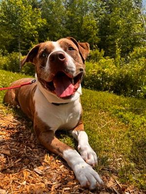 Cardamom, Mixed Breed, adult, available for adoption