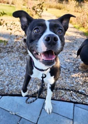 Tater, Mixed Breed, adult, available for adoption