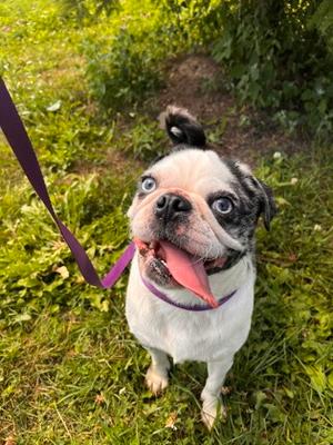 Raquel, Pug Mix, adult, available for adoption