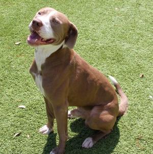 A brown and white dog sitting on green grass, looking up with its mouth open and tongue out.