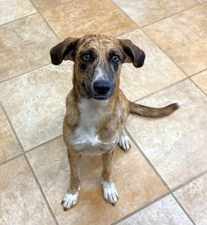A brindle and white dog with floppy ears sitting on a tiled floor, looking up at the camera.