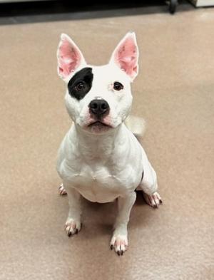 A white dog with a black patch over its left eye, sitting on a beige floor.