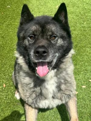 Atlas, Akita Mix, senior, available for adoption